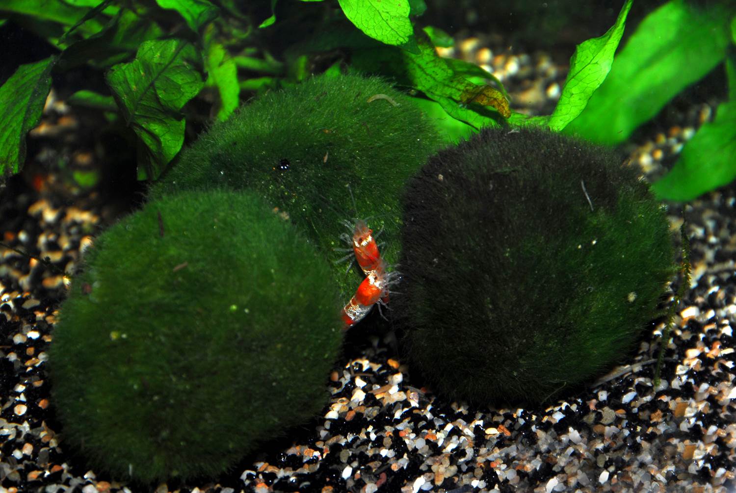 Caridina cf. cantonensis Crystal Red - foto Adrie Holstein