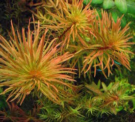 Blyxa alternifolia